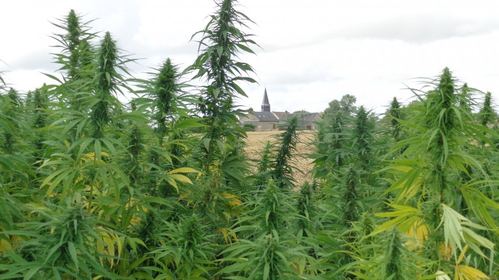 Neuvy en dunois : vue depuis le champ de chanvre 